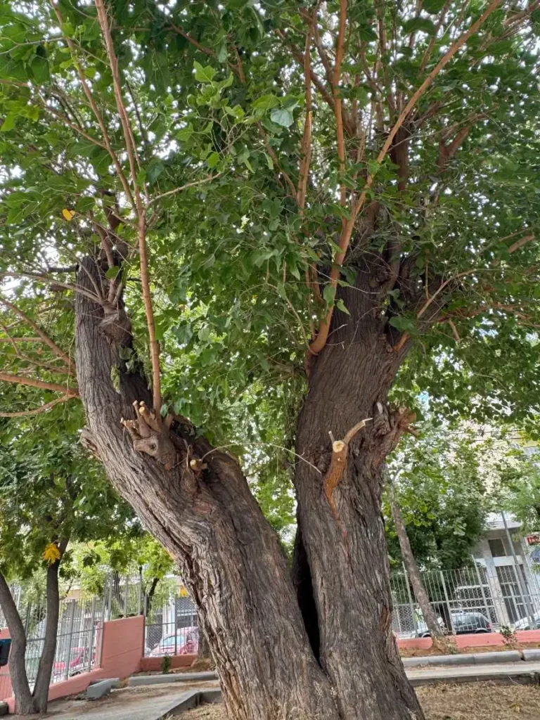 Η υπεραιωνόβια μουριά της Θεσσαλονίκης στην Ξηροκρήνη