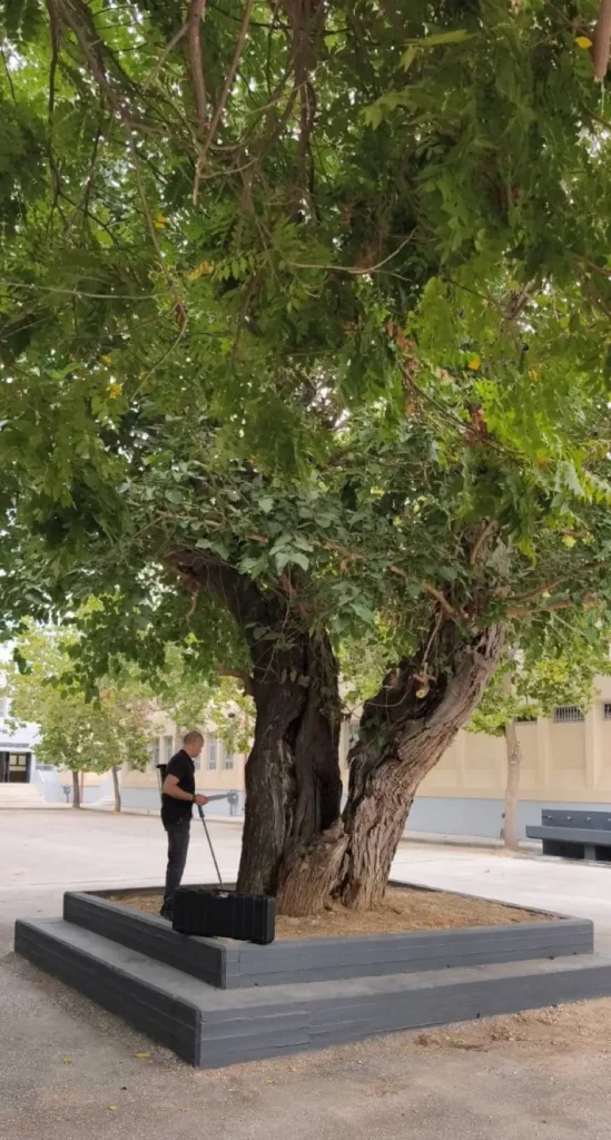 Η υπεραιωνόβια μουριά της Θεσσαλονίκης στην Ξηροκρήνη