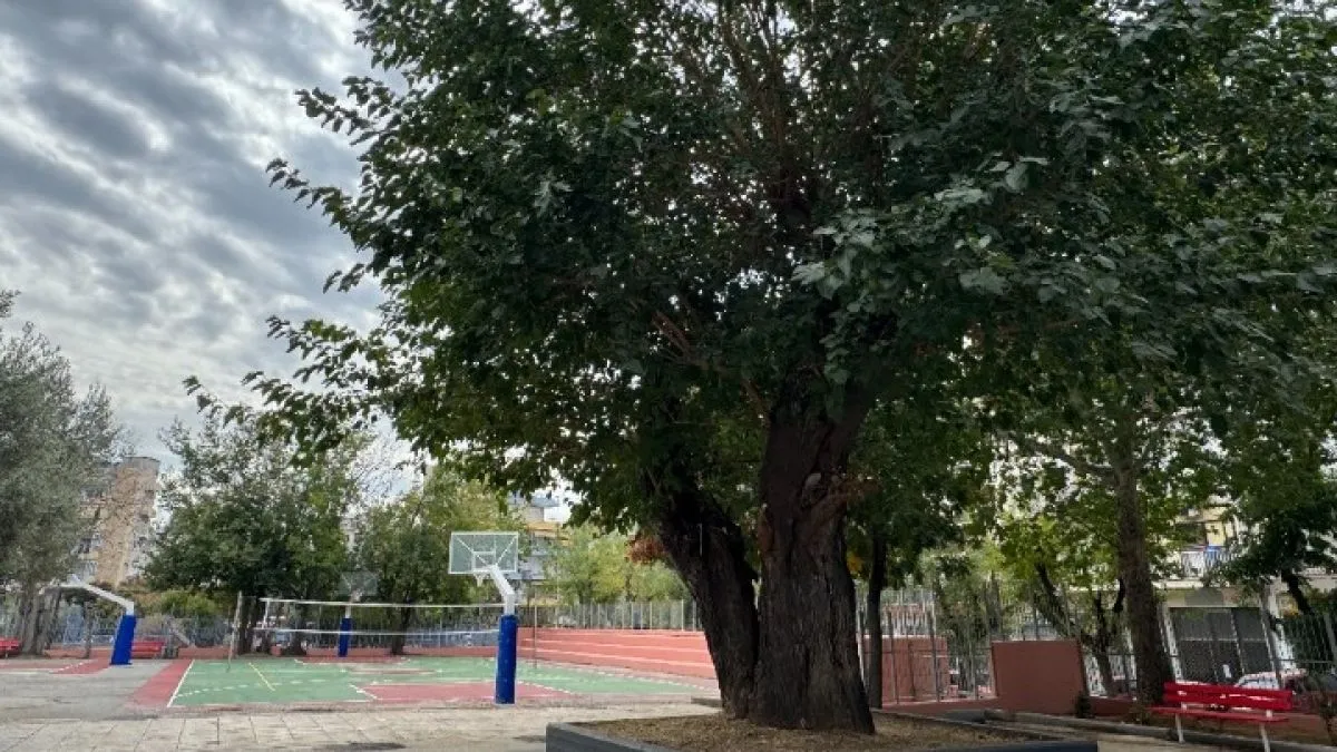 Η υπεραιωνόβια μουριά της Θεσσαλονίκης στην Ξηροκρήνη