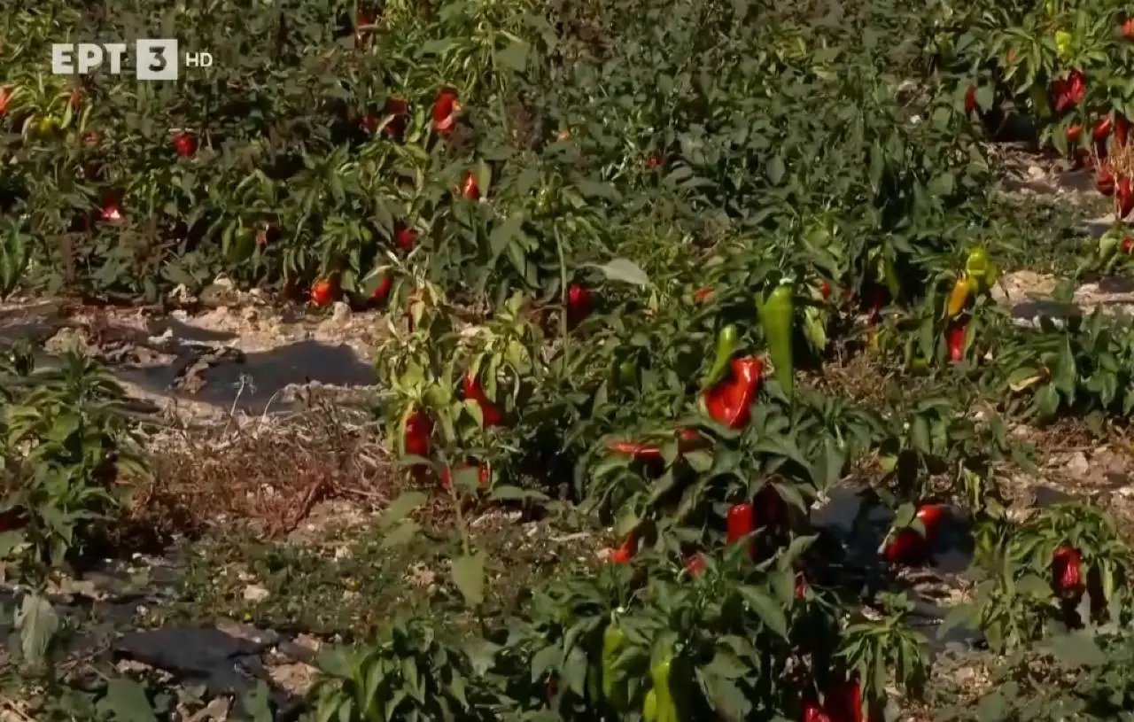 Κόκκινη πιπεριά: Η “αρχόντισσα” των λαχανικών καλλιεργείται στον Άγιο Παντελεήμονα Φλώρινας