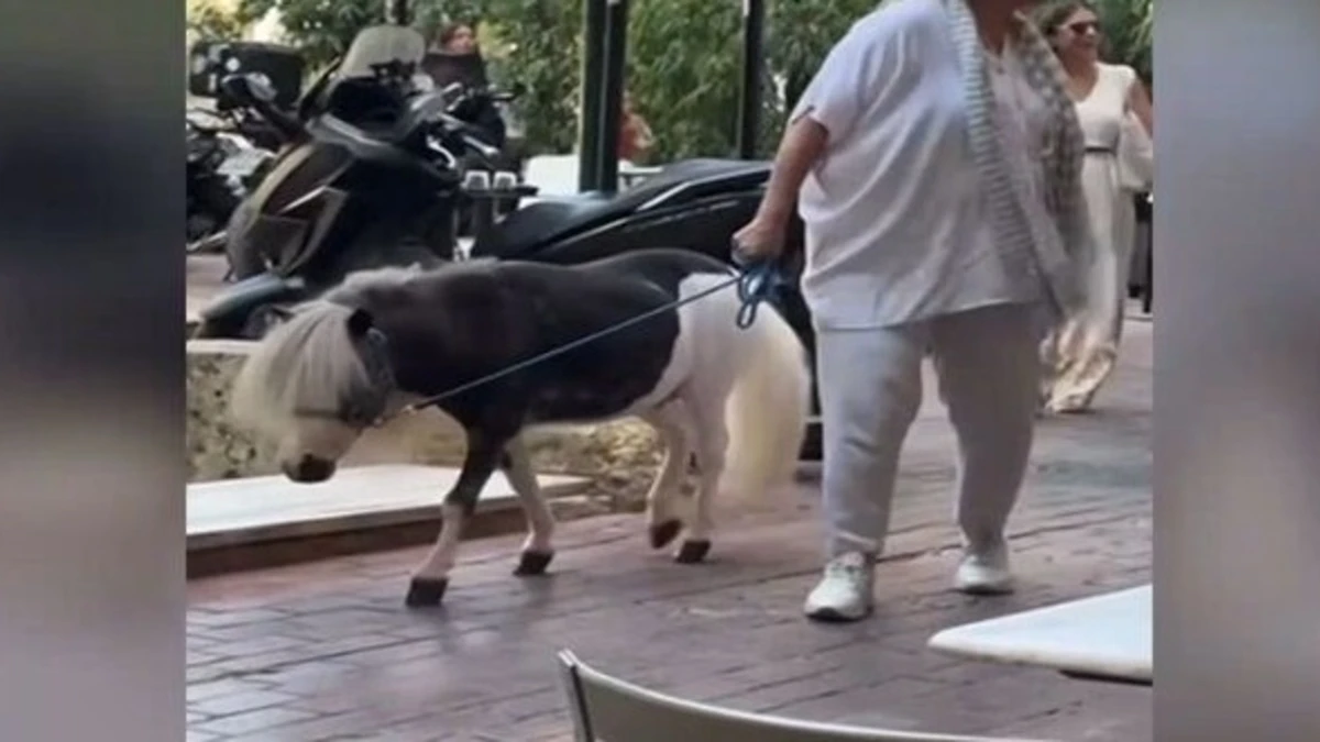 Γυναίκα έβγαλε βόλτα με λουράκι το πόνυ της στο κέντρο της Αθήνας – Δείτε video