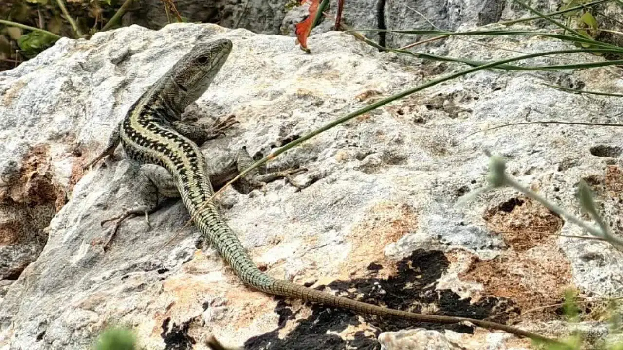 Νέο είδος σαύρας ανακαλύφθηκε στην Ελλάδα