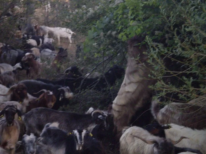 Η ευλογιά «έκλεισε» τις μετακινήσεις των κτηνοτρόφων από τις στράτες για τα χειμαδιά - Η νοσταλγία του Αργύρη