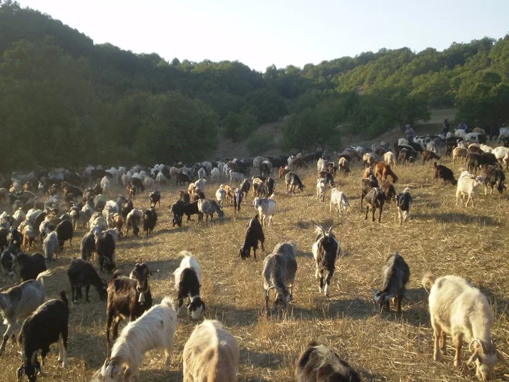 Η ευλογιά «έκλεισε» τις μετακινήσεις των κτηνοτρόφων από τις στράτες για τα χειμαδιά - Η νοσταλγία του Αργύρη