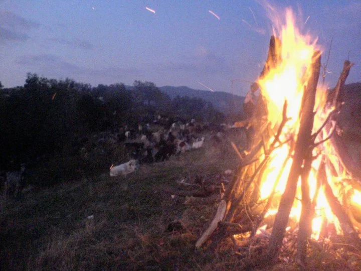 Η ευλογιά «έκλεισε» τις μετακινήσεις των κτηνοτρόφων από τις στράτες για τα χειμαδιά - Η νοσταλγία του Αργύρη