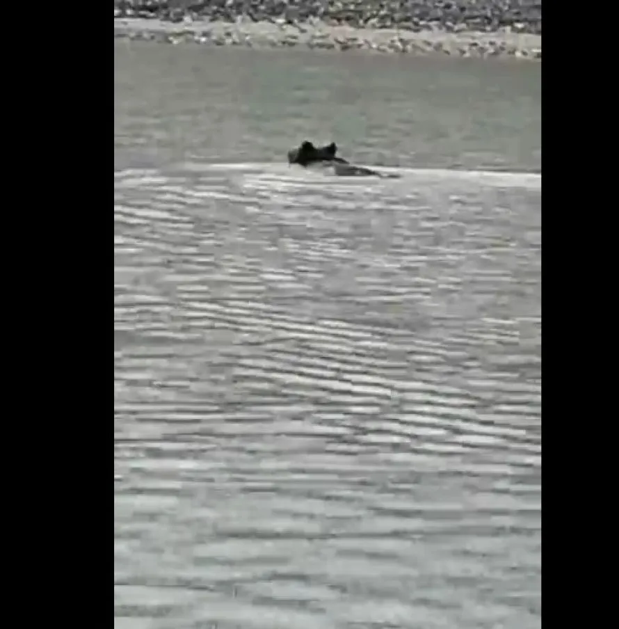 Κοζάνη: Αρκούδα διασχίζει κολυμπώντας την λίμνη Πολυφύτου