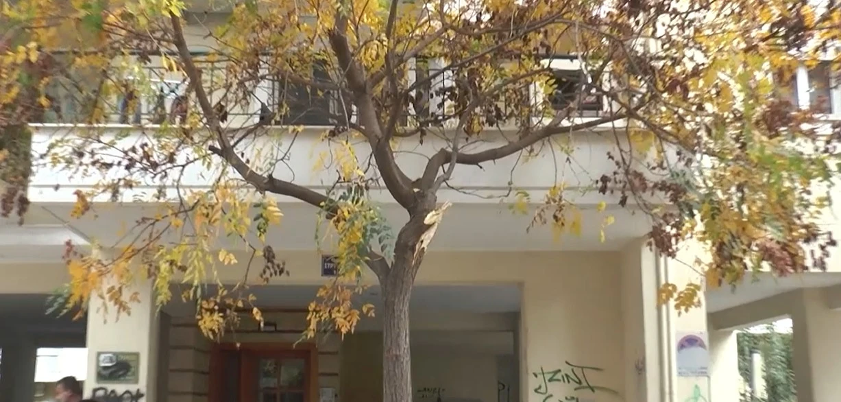 Σέρρες: Φορτηγό μπήκε ανάποδα στην οδό Στρυμώνος και έσπασε κλαδί από δέντρο - video