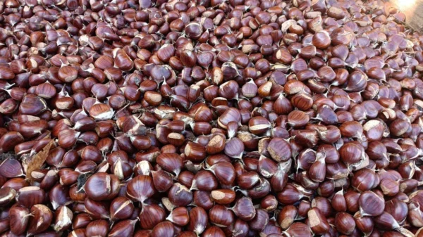 Μελάνωση και ανομβρία σκοτώνουν την παραγωγή καστάνου στο Πήλιο μετά τον Daniel