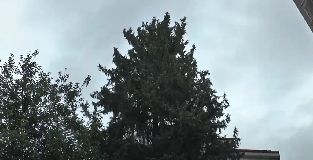 Σέρρες: Κυπαρίσσι επικίνδυνο στην πλατεία Καβάφη - Χωρίς ανταπόκριση οι καταγγελίες πολιτών - video