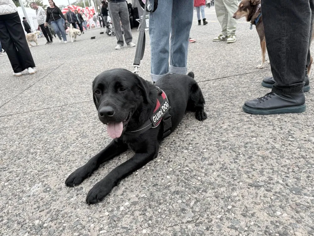 H αξία της φιλοζωίας στο pet festival