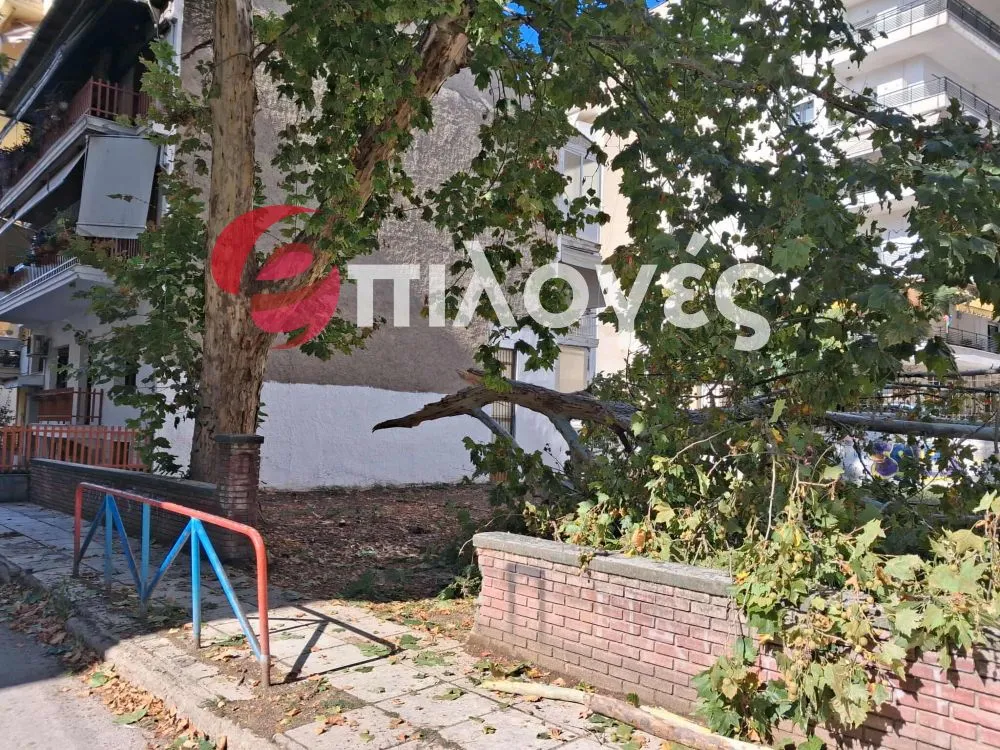 Σέρρες: Έσπασε ο πλάτανος στην οδό Αρκαδιουπόλεως -video
