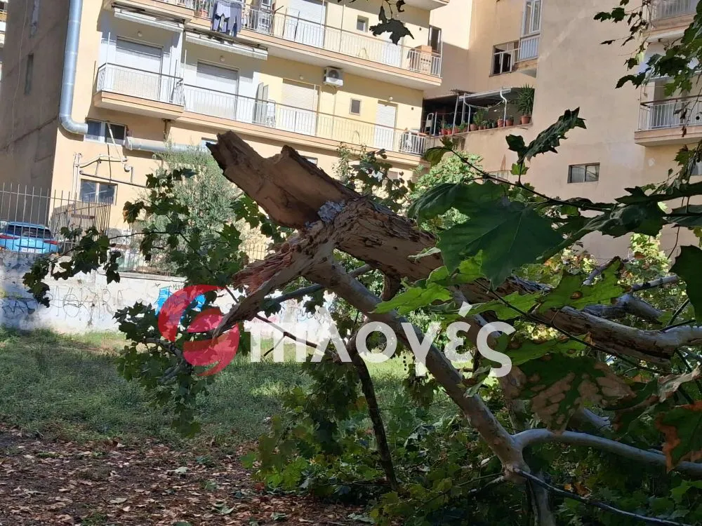 Σέρρες: Ο πλάτανος βαρέθηκε να περιμένει και έπεσε μόνος του - video