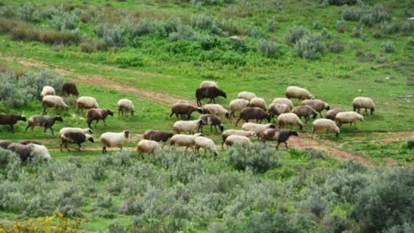 Κεντρική Μακεδονία: Κρούσματα της ευλογιάς των αιγοπροβάτων σε διακόσιες πενήντα εκτροφές, 57 χιλ. ζώα θανατώθηκαν