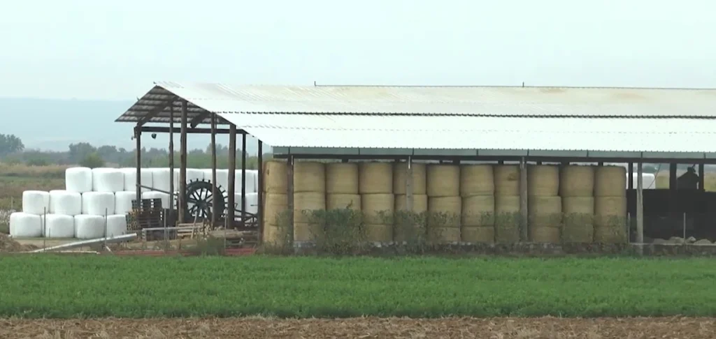 Σέρρες: Θύμα της ευλογιάς κτηνοτρόφος από τον Δραβήσκο - Θα θανατωθούν 550 πρόβατα, τι καταγγέλλει