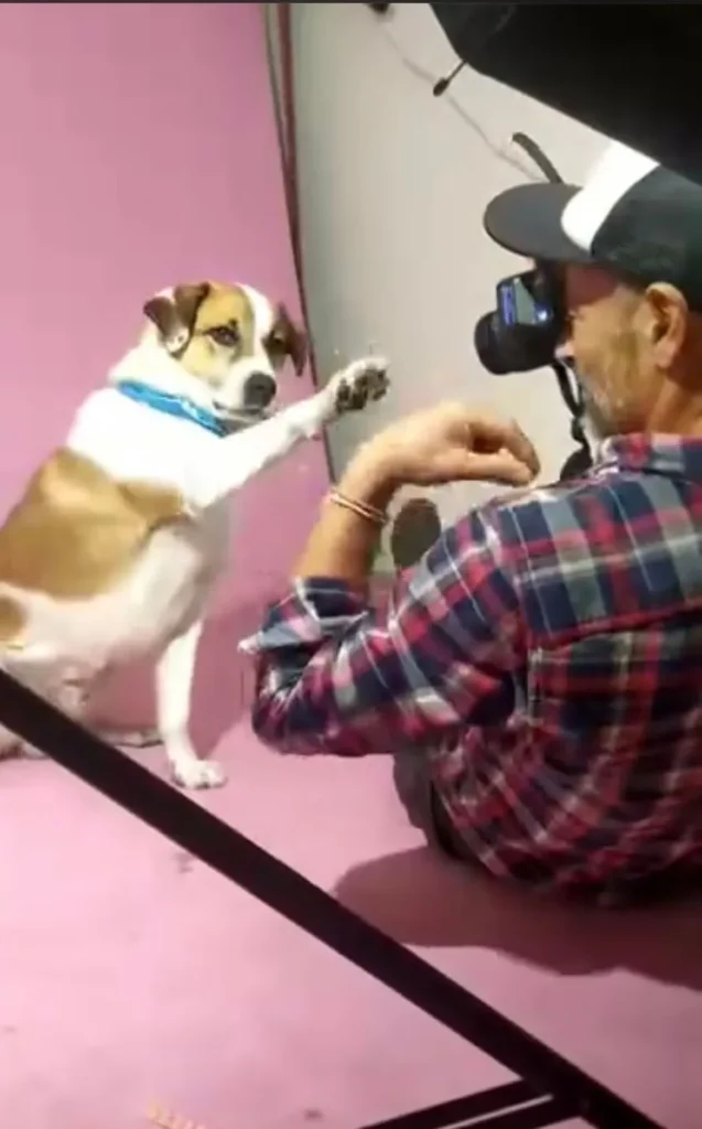 Πάρτι γενεθλίων για σκύλους, με τούρτες και μπουφέ για τους τετράποδους καλεσμένους