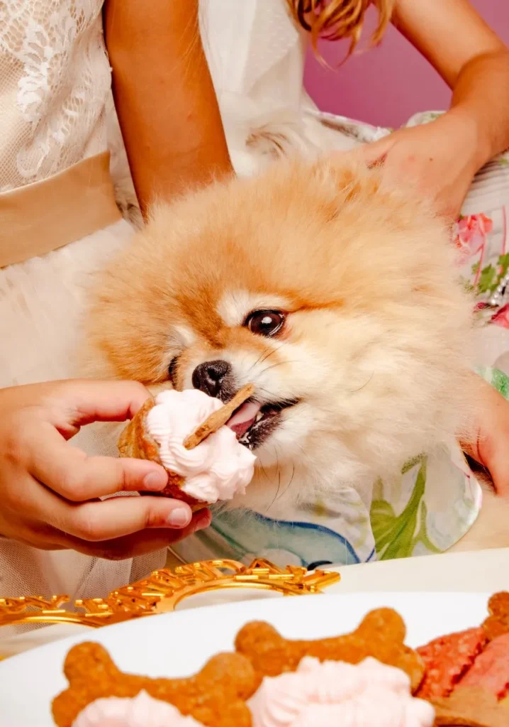 Πάρτι γενεθλίων για σκύλους, με τούρτες και μπουφέ για τους τετράποδους καλεσμένους