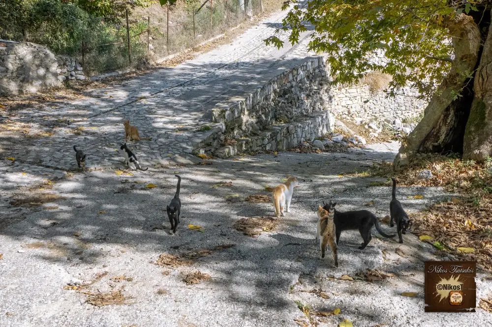 Χιονοχώρι Σερρών — Το πέτρινο χωριό των Σερρών και οι γάτες του