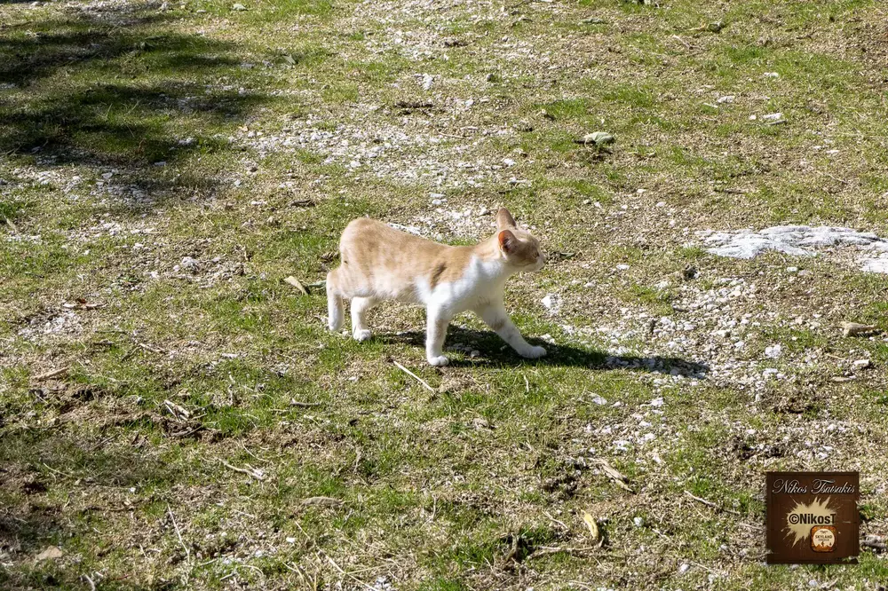 Χιονοχώρι Σερρών — Το πέτρινο χωριό των Σερρών και οι γάτες του