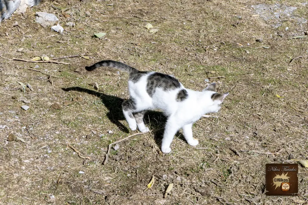 Χιονοχώρι Σερρών — Το πέτρινο χωριό των Σερρών και οι γάτες του