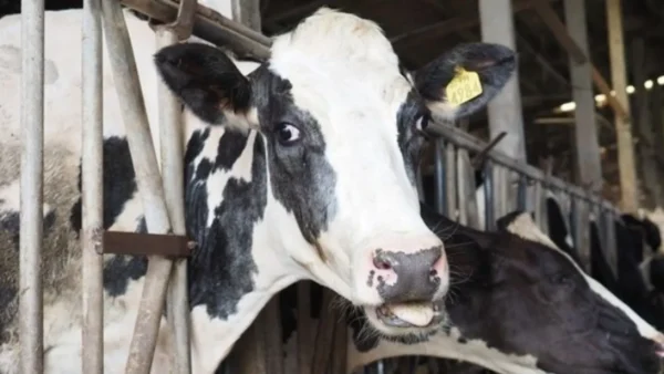 Τουλάχιστον 58 αγελάδες πέθαναν και 140 γέννησαν πάνω σε πλοίο που τις μετέφερε στην Τουρκία