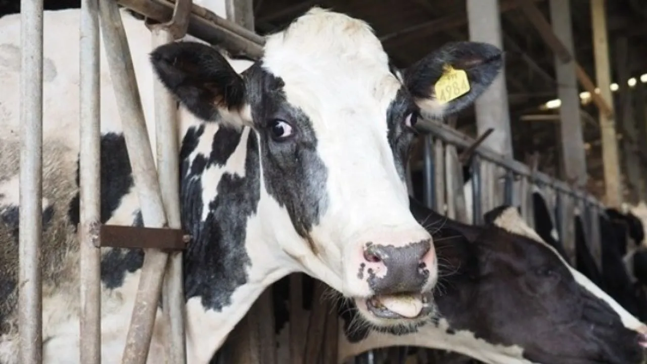 Τουλάχιστον 58 αγελάδες πέθαναν και 140 γέννησαν πάνω σε πλοίο που τις μετέφερε στην Τουρκία
