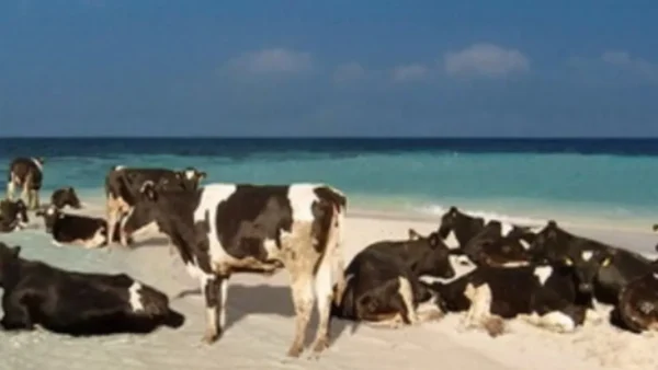 Περίπου 3.000 αγελάδες παραμένουν πάνω σε ένα πλοίο, στα ανοιχτά των τουρκικών ακτών, από τις 21 Οκτωβρίου