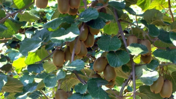 Επίσκεψη κλιμακίου φυτοϋγειονομικών ελεγκτών του υπουργείου Γεωργίας του Βιετνάμ για το ελληνικό ακτινίδιο