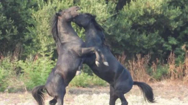 Διεθνές δίκτυο συνεργασίας φοιτητών, πανεπιστημιακών και επαγγελματιών του κυνηγετικού τουρισμού