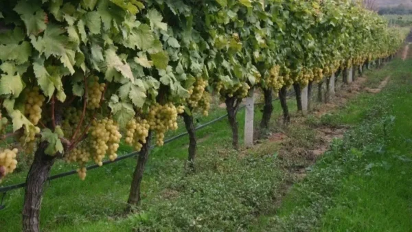 Με ρυθμό 30 στρεμμάτων ετησίως σχεδιάζει να επεκτείνει τον αμπελώνα στη Σαντορίνη η ΚΥΡ-ΓΙΑΝΝΗ, έπειτα από την εξαγορά του Κτήματος Σιγάλα