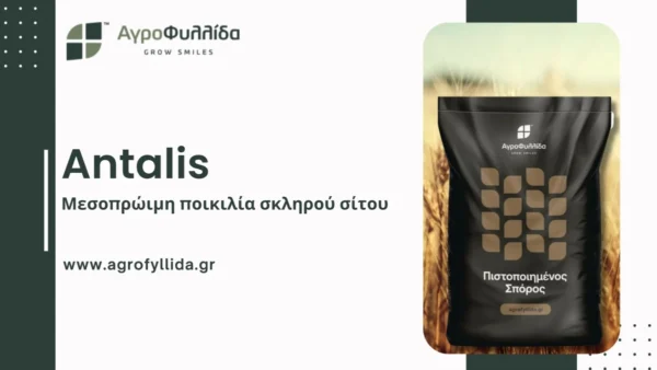 Antalis: Μια μεσοπρώιμη ποικιλία σκληρού σίτου με κορυφαία παραγωγικά χαρακτηριστικά