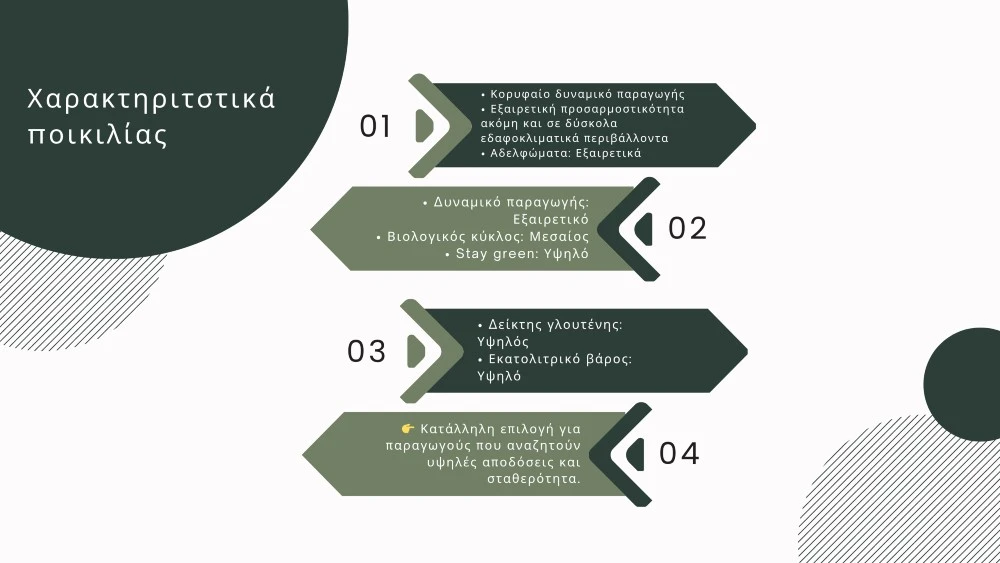 Antalis: Μια μεσοπρώιμη ποικιλία σκληρού σίτου με κορυφαία παραγωγικά χαρακτηριστικά