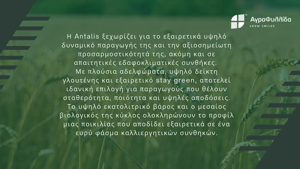 Antalis: Μια μεσοπρώιμη ποικιλία σκληρού σίτου με κορυφαία παραγωγικά χαρακτηριστικά