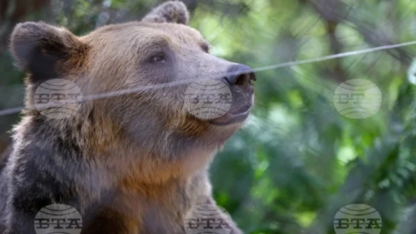 BTA: Δύο νεαρές αρκούδες από την Ουκρανία βρήκαν νέο σπίτι στη Μπελίτσα