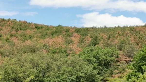 Σε εξέλιξη η διαδικασία προσλήψεων για 176 δασοπόνους και 105 δασολόγους σε όλη την Ελλάδα