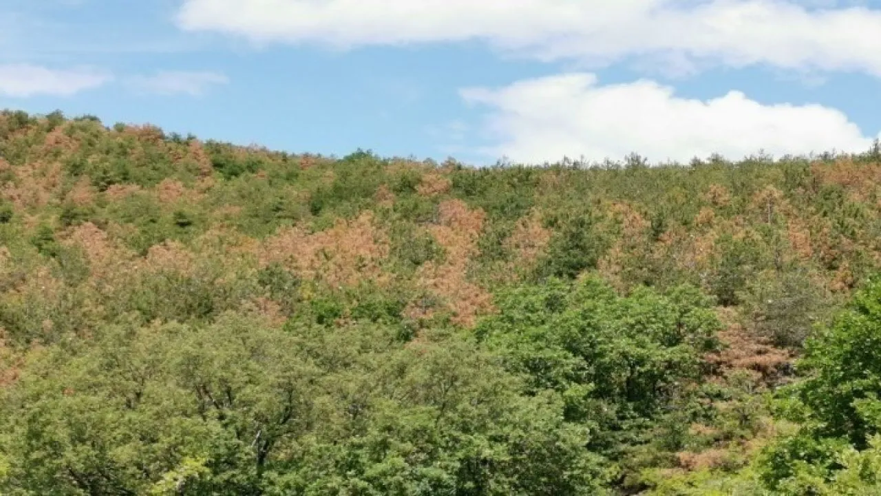 Σε εξέλιξη η διαδικασία προσλήψεων για 176 δασοπόνους και 105 δασολόγους σε όλη την Ελλάδα