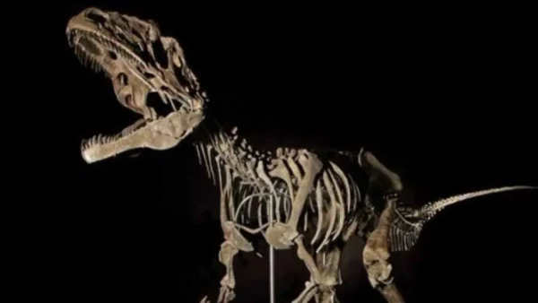 Οι αρχές της Βρετανίας κατάσχεσαν από επιχειρηματία σπάνια οστά δεινοσαύρων