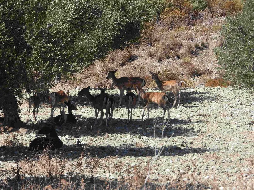 Διεθνές δίκτυο συνεργασίας φοιτητών, πανεπιστημιακών και επαγγελματιών του κυνηγετικού τουρισμού