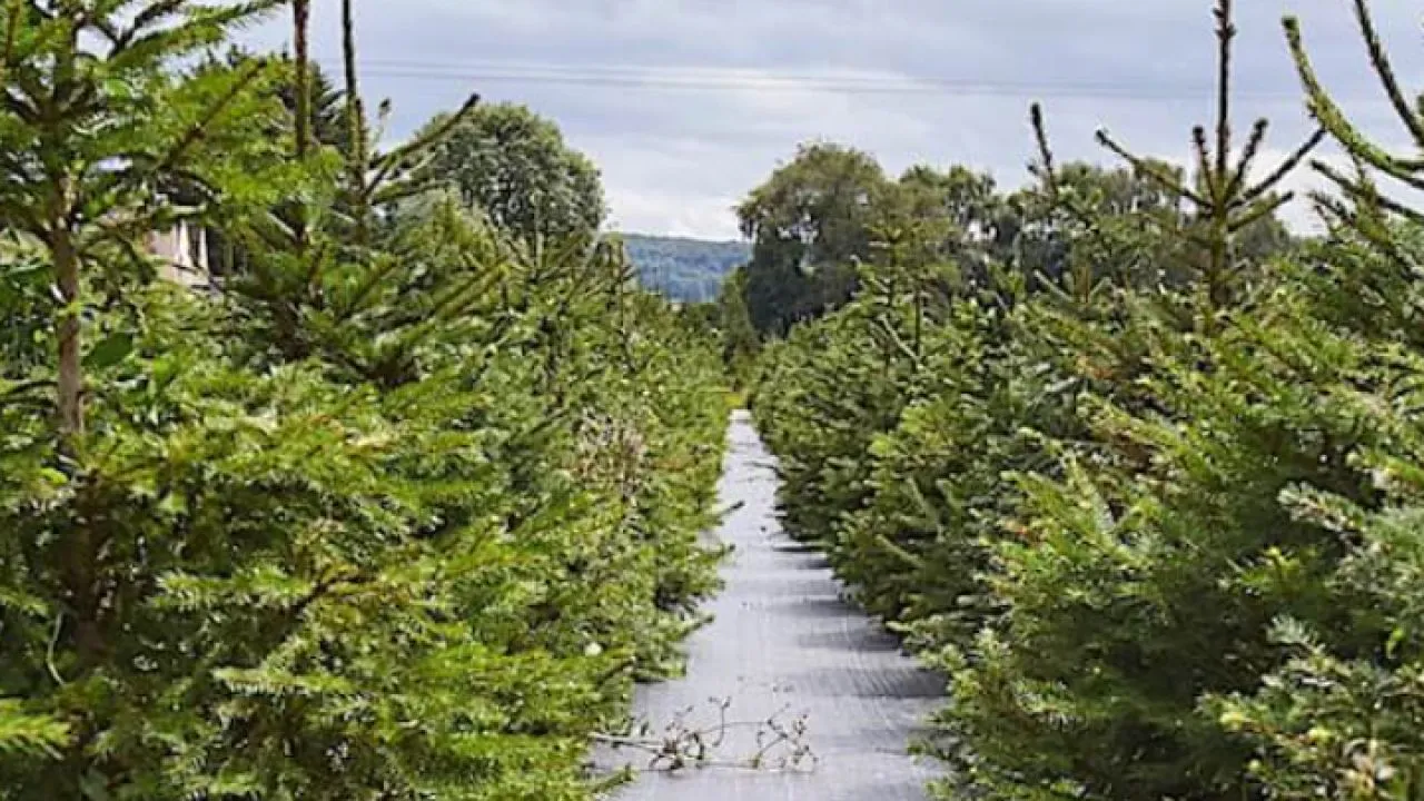 Νυχθημερόν εργάζονται οι ελατοπαραγωγοί στον ορεινό Ταξιάρχη Χαλκιδικής
