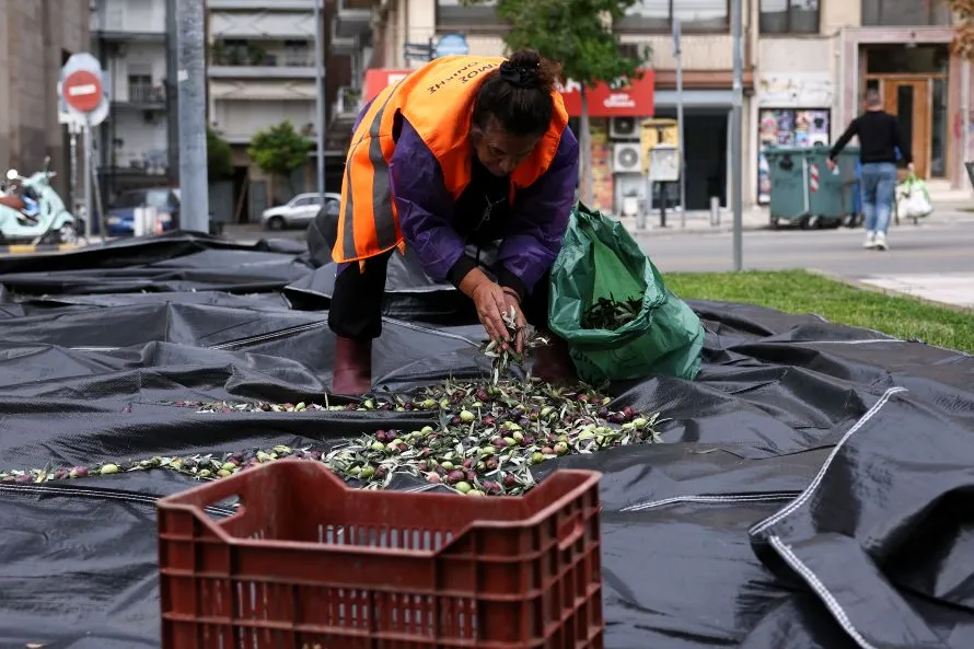 Μαζεύονται οι ελιές για να παραχθεί δημοτικό βιολογικό λάδι «Θερμαϊκός Χρυσός»