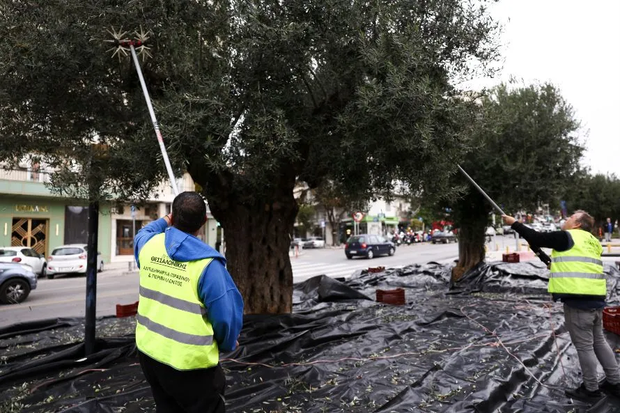 Μαζεύονται οι ελιές για να παραχθεί δημοτικό βιολογικό λάδι «Θερμαϊκός Χρυσός»