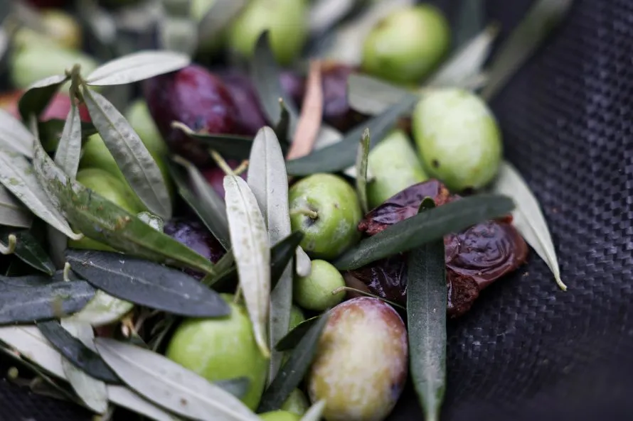 Μαζεύονται οι ελιές για να παραχθεί δημοτικό βιολογικό λάδι «Θερμαϊκός Χρυσός»