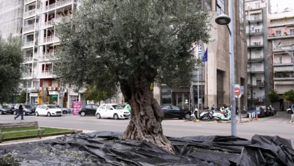 Μαζεύονται οι ελιές για να παραχθεί δημοτικό βιολογικό λάδι «Θερμαϊκός Χρυσός»