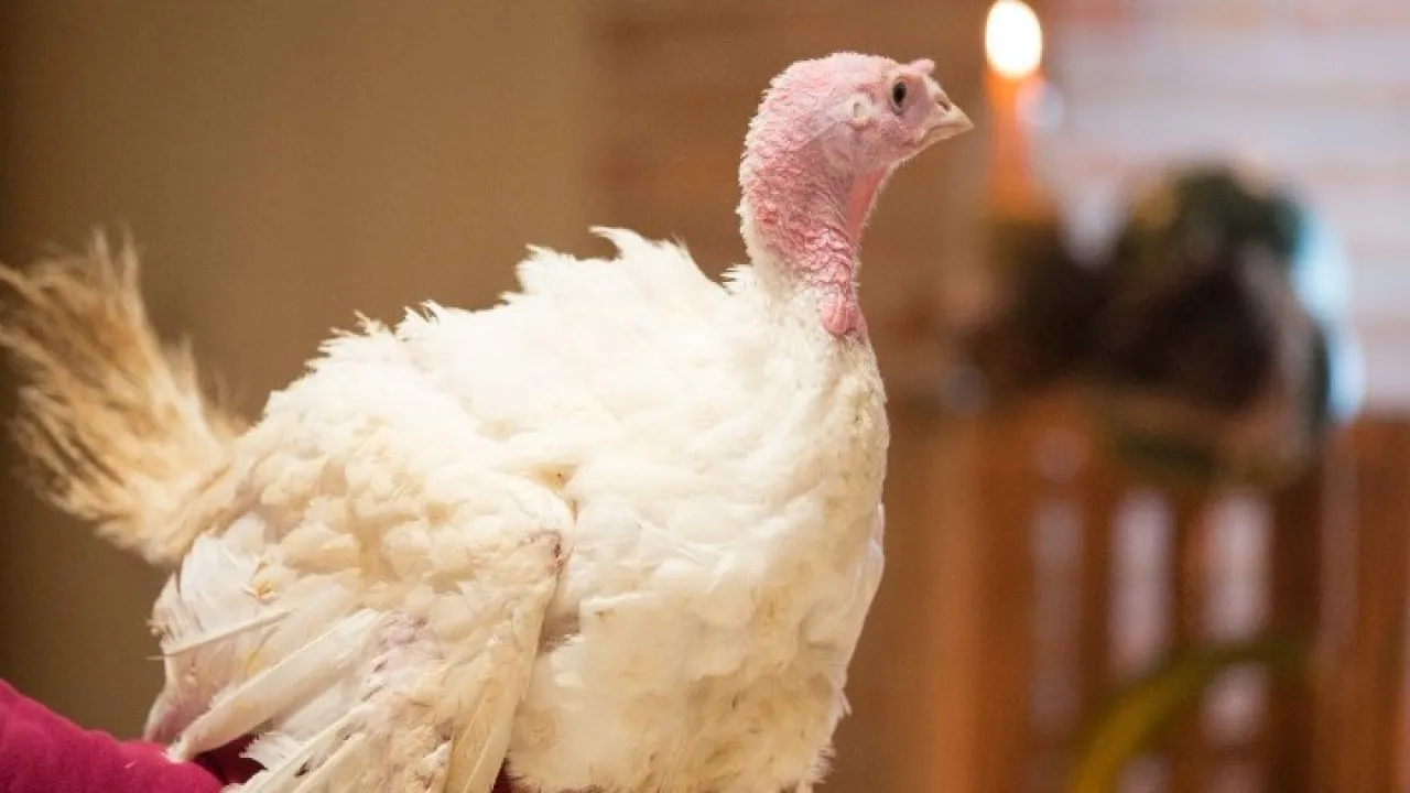 Σε όλα τα στάδια παραγωγής της γαλοπούλας συμμετέχουν μαθητές και σπουδαστές της Αμερικανικής Γεωργικής Σχολής