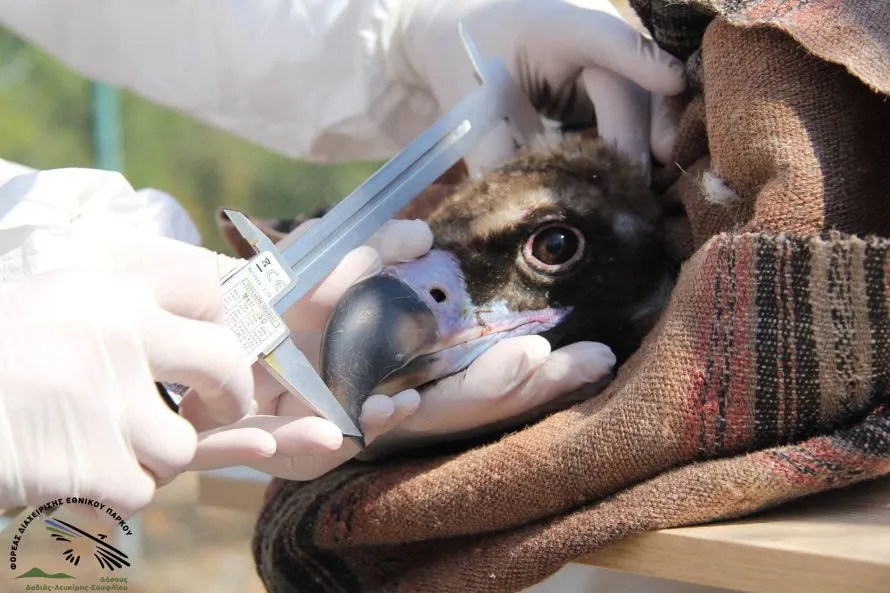 Διεθνές δίκτυο συνεργασίας φοιτητών, πανεπιστημιακών και επαγγελματιών του κυνηγετικού τουρισμού