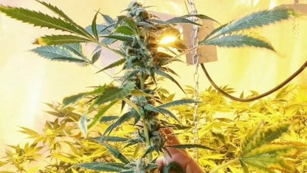 Συνελήφθη 16χρονος στο Αιγάλεω μετά από καταδίωξη- Είχε στην κατοχή του πάνω από 90 γραμμάρια κάνναβης και 3 ηλεκτρονικές ζυγαριές ακριβείας