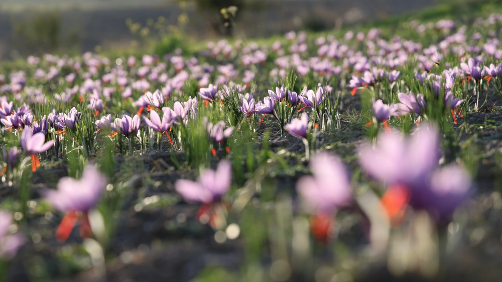 Κοζάνη: Χαμηλές και φέτος οι προσδοκίες για την φετινή παραγωγή κρόκου- Συμπλήρωμα διατροφής με κρόκο σύντομα στα φαρμακεία