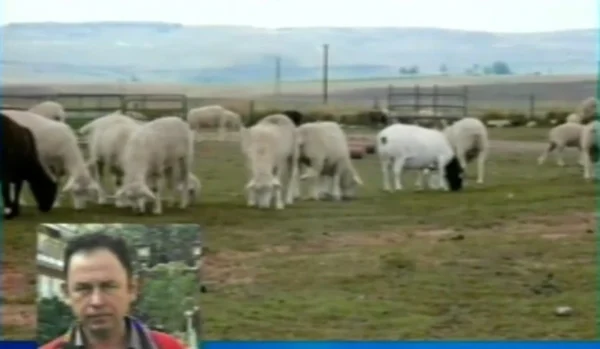 Ραγίζει καρδιές ο κτηνοτρόφος από το Αχλαδοχώρι Σερρών: Του θανάτωσαν 330 πρόβατα και κάνει μεροκάματο στις ελιές για να ζήσει - video