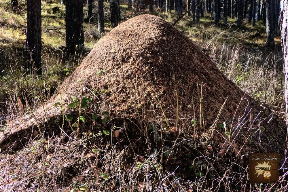 Χιονοδρομικό Κέντρο και Καταφύγιο Λαϊλιά: Ο Χειμερινός Παράδεισος των Σερρών - Δείτε video