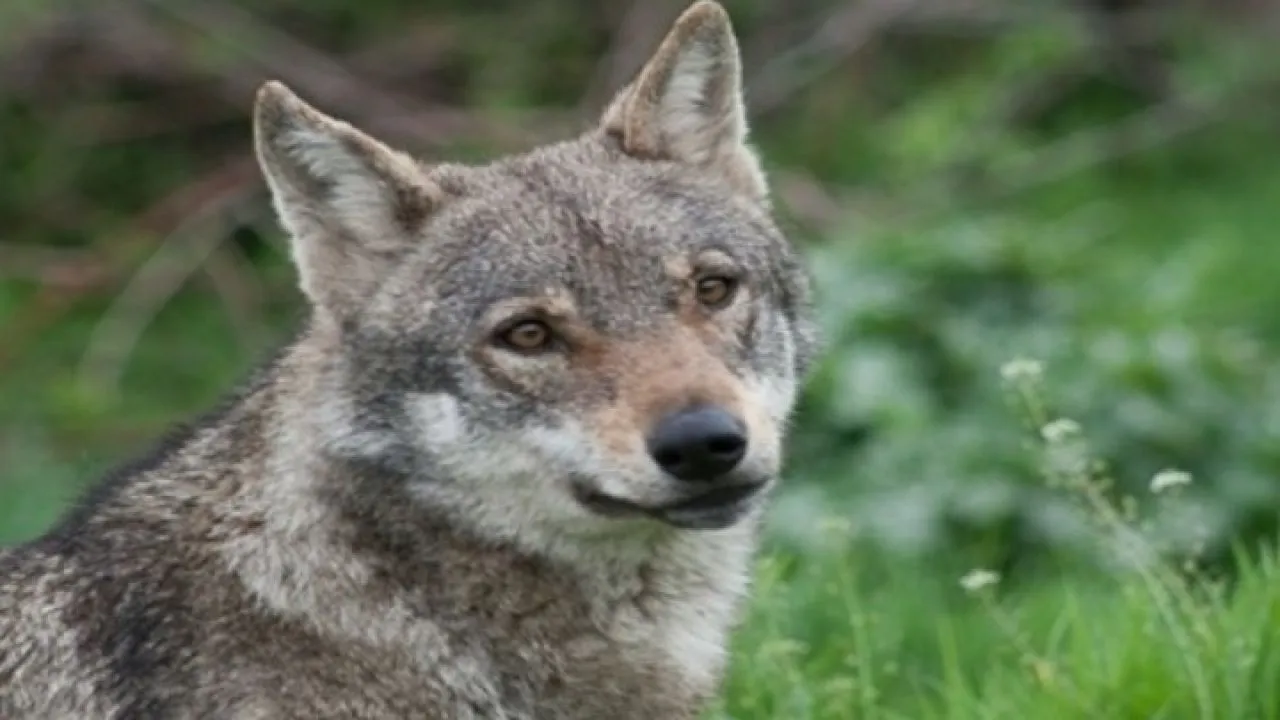 Μια λύκαινα ανεβάζει από το βυθό μια παγίδα για κάβουρες για να τραφεί, εκπλήσσοντας τους επιστήμονες