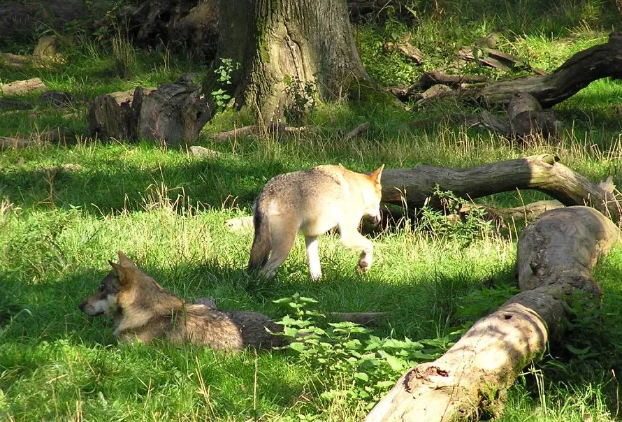 Διεθνές δίκτυο συνεργασίας φοιτητών, πανεπιστημιακών και επαγγελματιών του κυνηγετικού τουρισμού